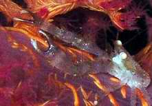 Photo: I. Ben-Tov; see it in his gallery